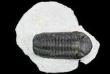 Bargain, Austerops Trilobite - Ofaten, Morocco #110645-1